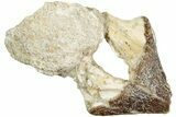 Fossil Primitive Whale (Pappocetus) Premolar - Morocco #238050-1